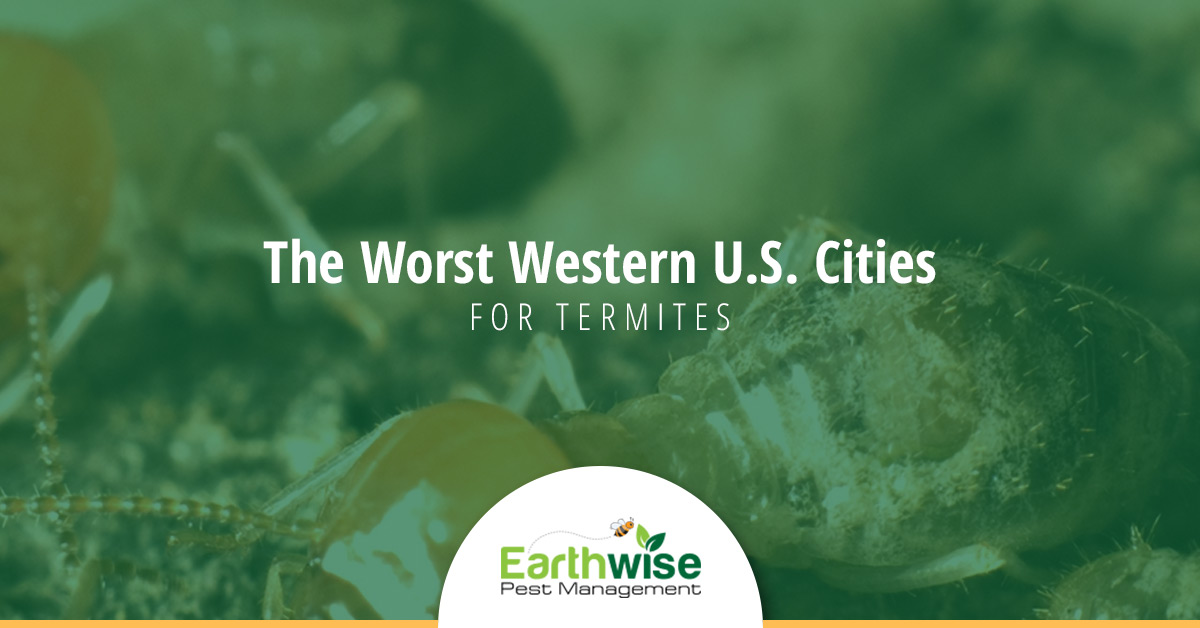 the-worst-western-u-s-cities-for-termites-earthwise-pest-management