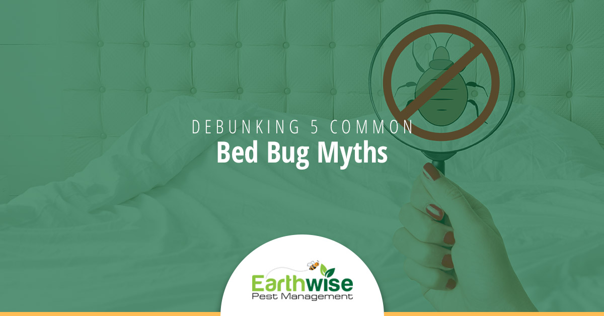 Debunking 5 Common Bed Bug Myths - Earthwise Pest Management